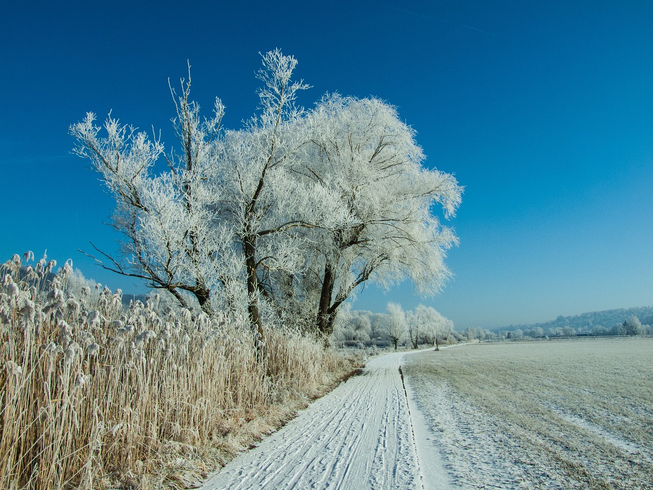 Image - winter snow white tree trees way