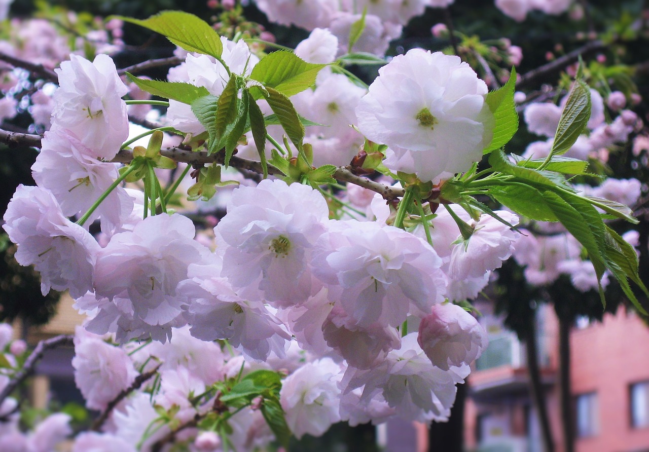 Image - double cherry blossoms flowers