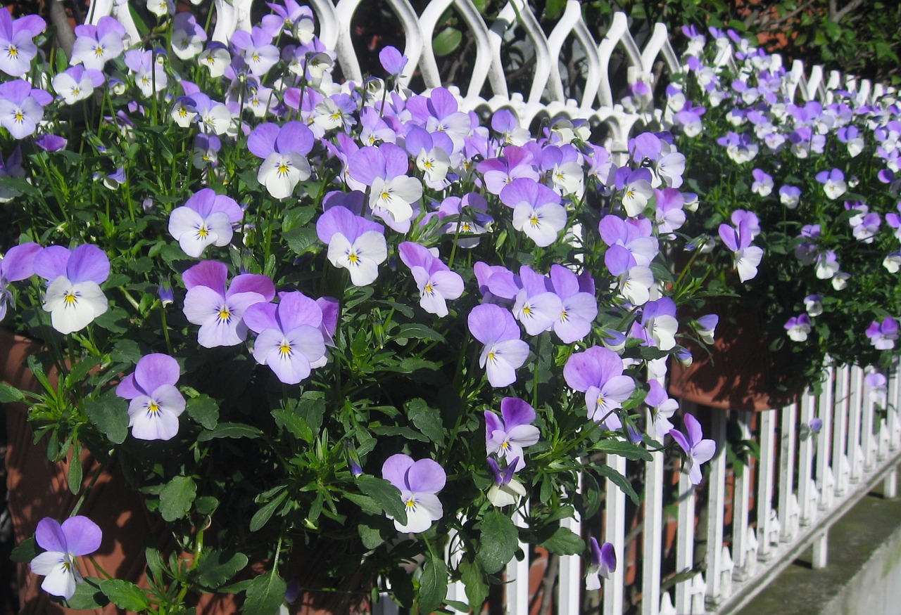 Image - pansy sumire fence purple tokyo