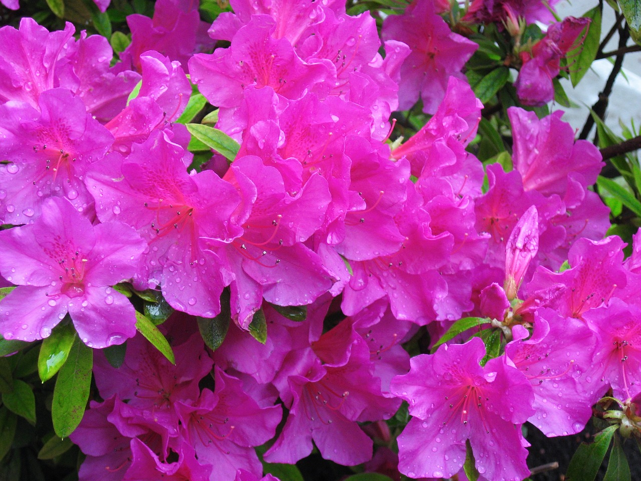 Image - may azalea pink flowers rain