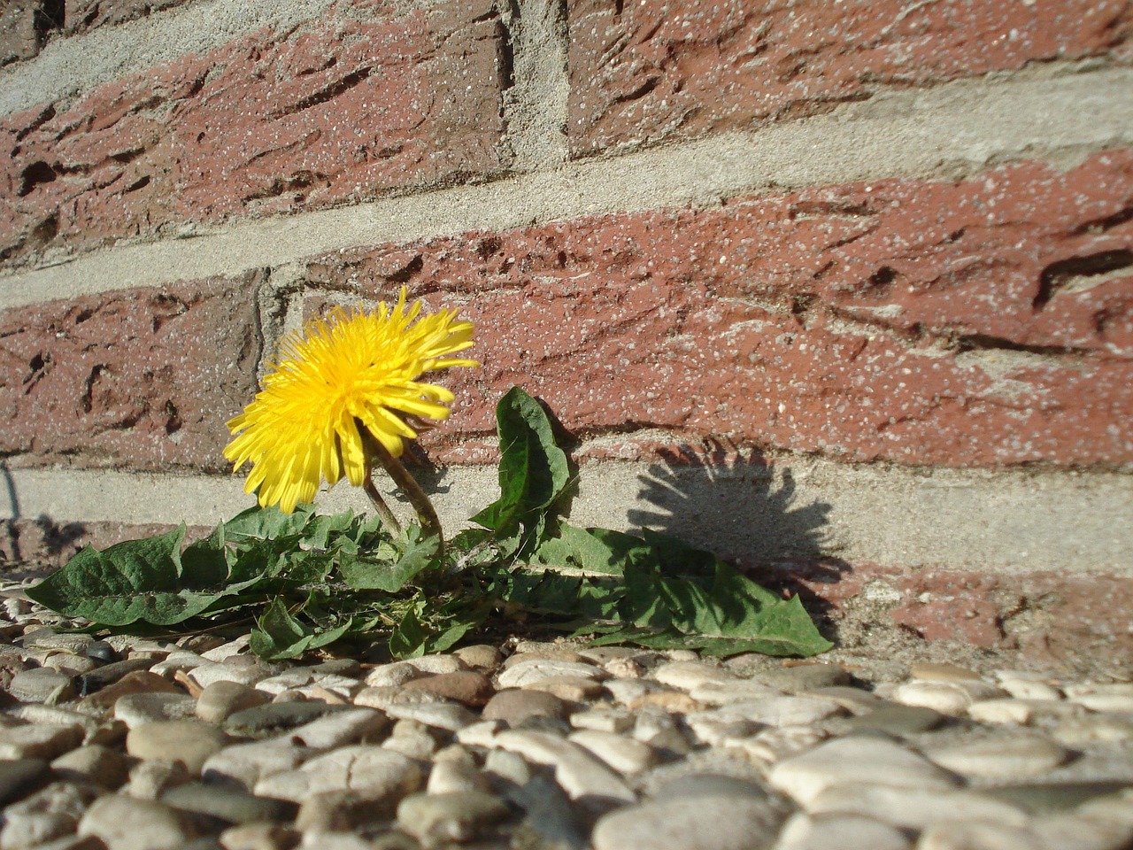 Image - dandelion flower roadside plant