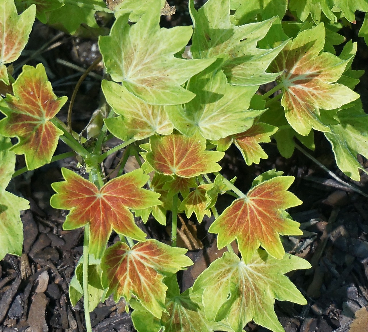 Image - hybrid variegated geranium plant