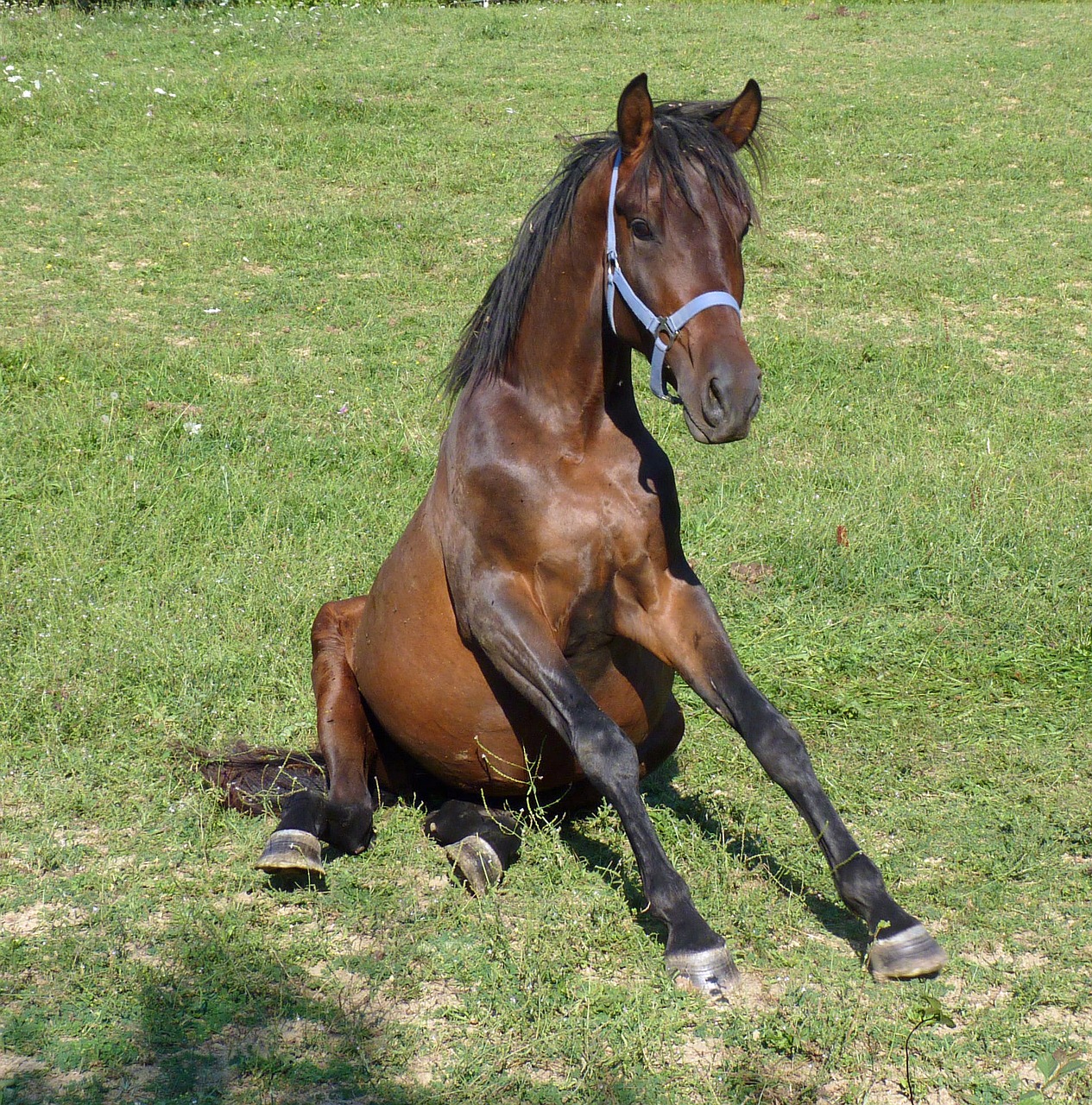 Image - horse comic sitting humor