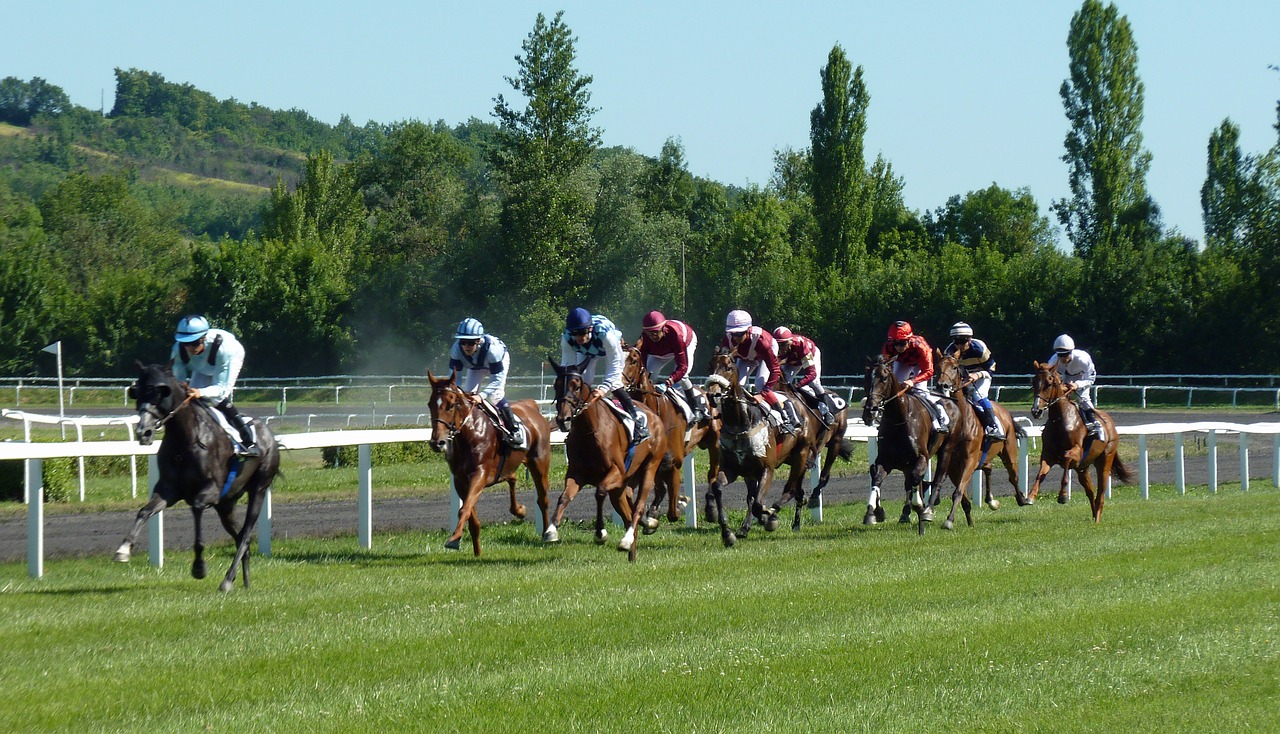 Image - horse race hippodrome horses