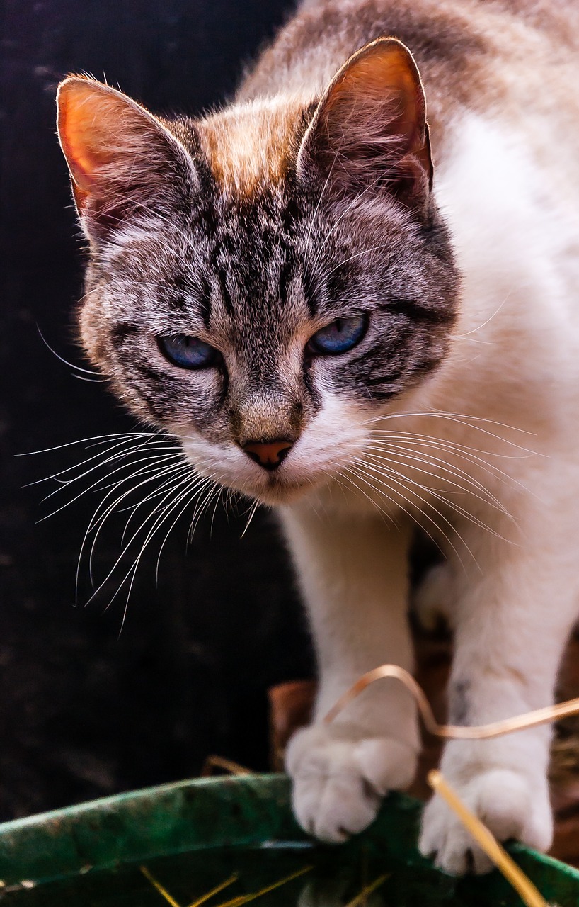 Image - animals cat portrait of cat feline