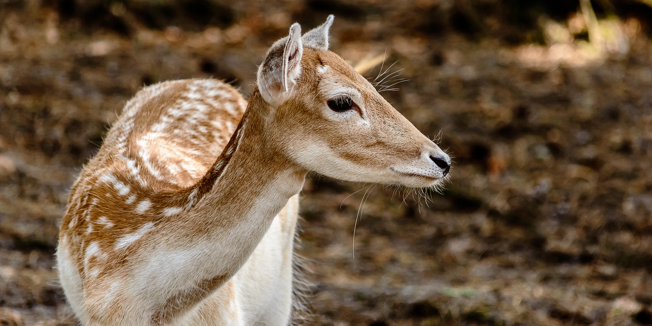 Image - roe deer wild nature fallow deer