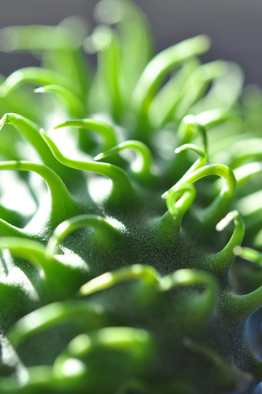 Image - macro ornamental cucumber plant