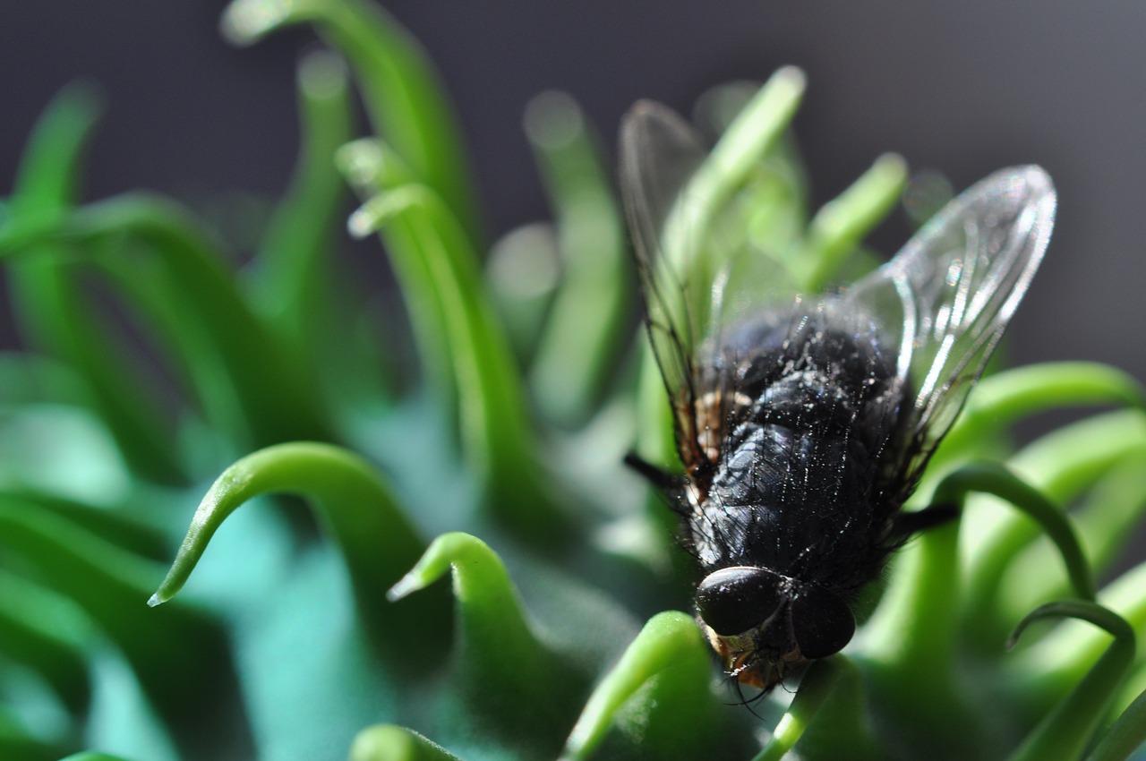 Image - macro ornamental cucumber plant