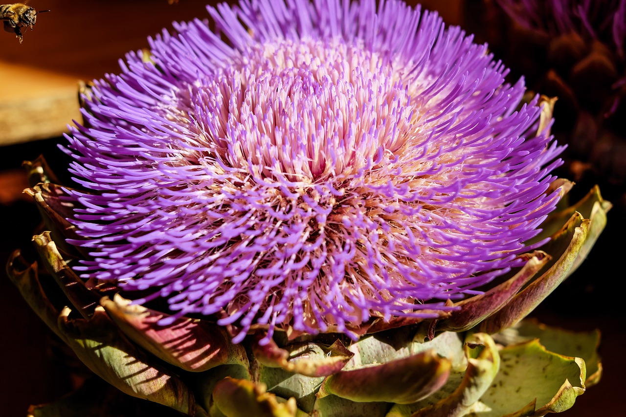 Image - artichoke vegetables blossom bloom