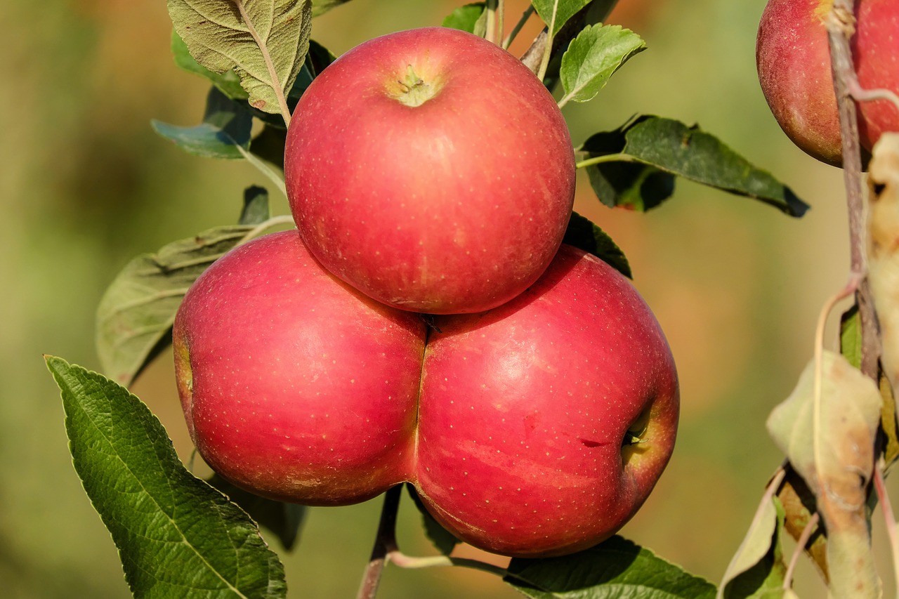 Image - apple fruit fruits red tree