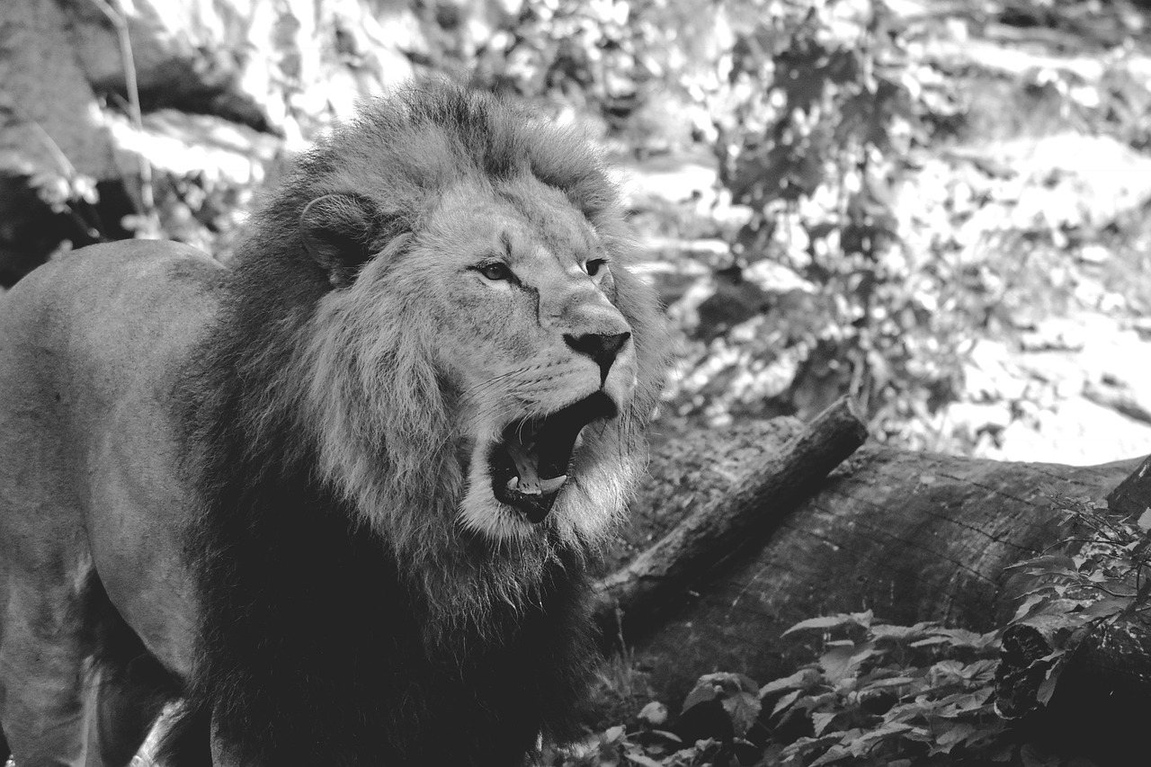 Image - lion zoo roar males predator cat