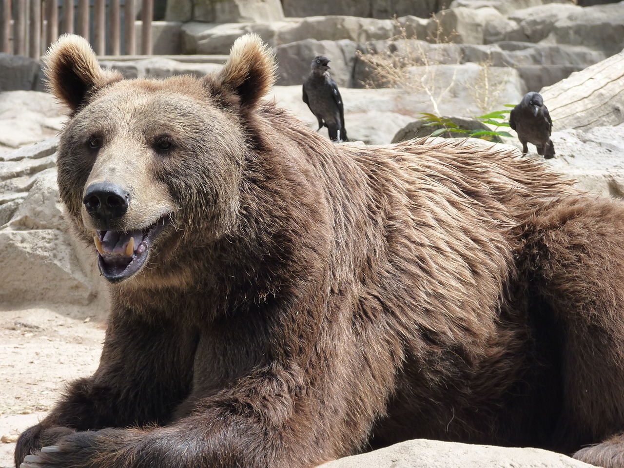 Image - bear crouching zoo mammal predator