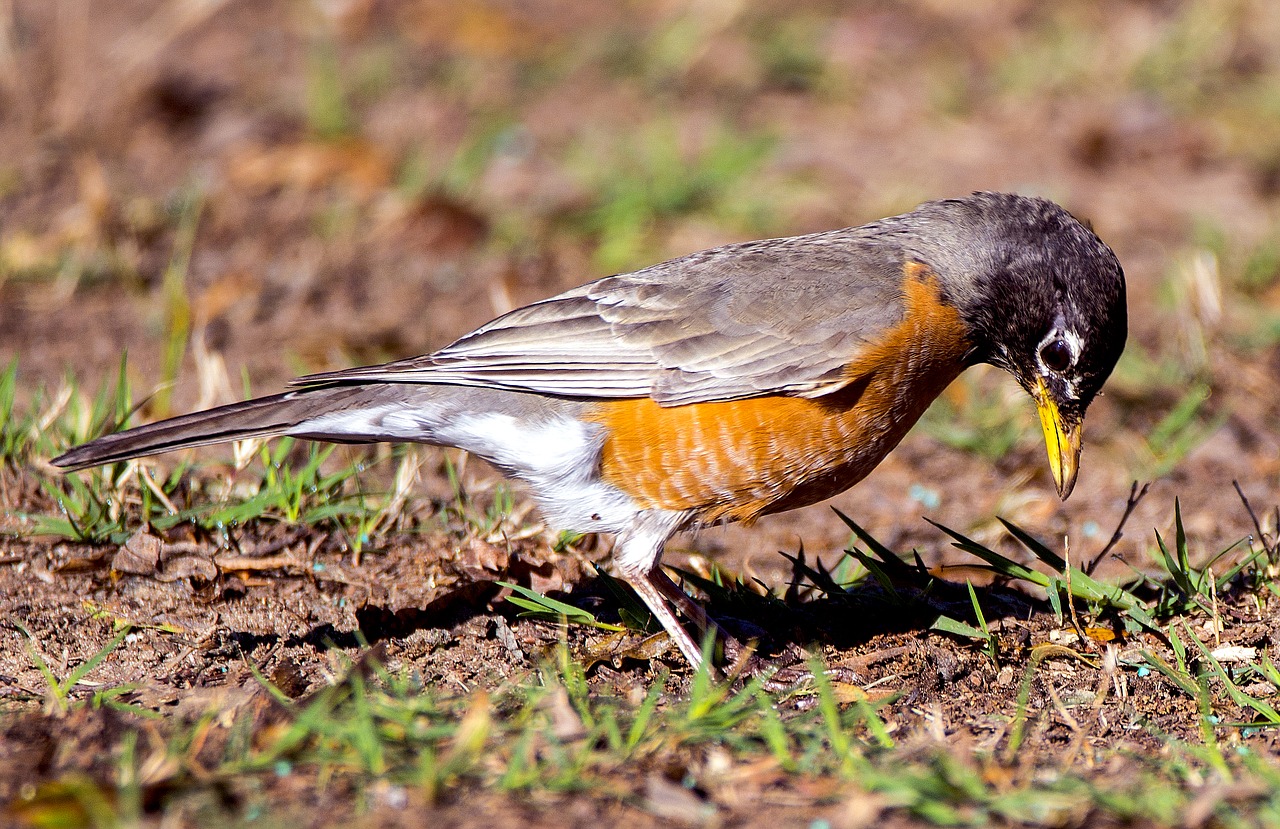 Image - bird animal wildlife yard spring