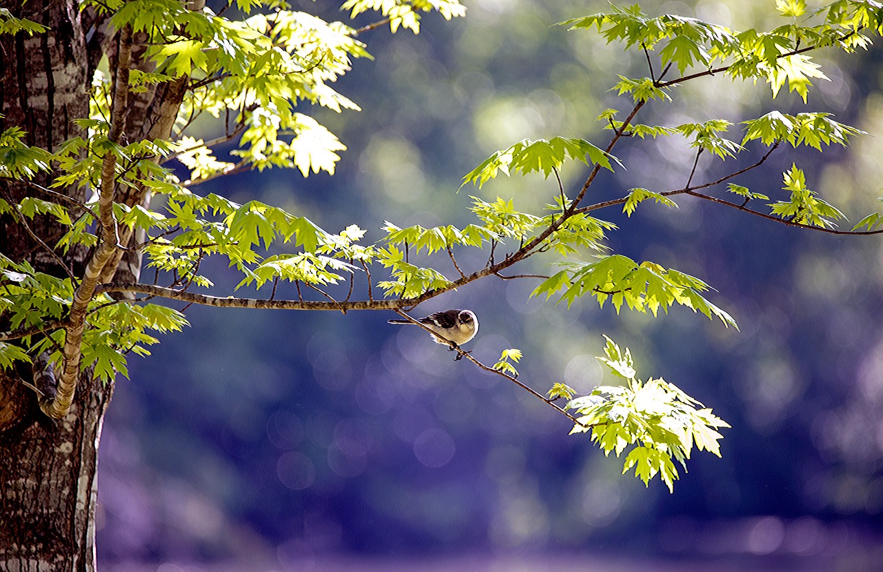 Image - bird animal wildlife yard spring