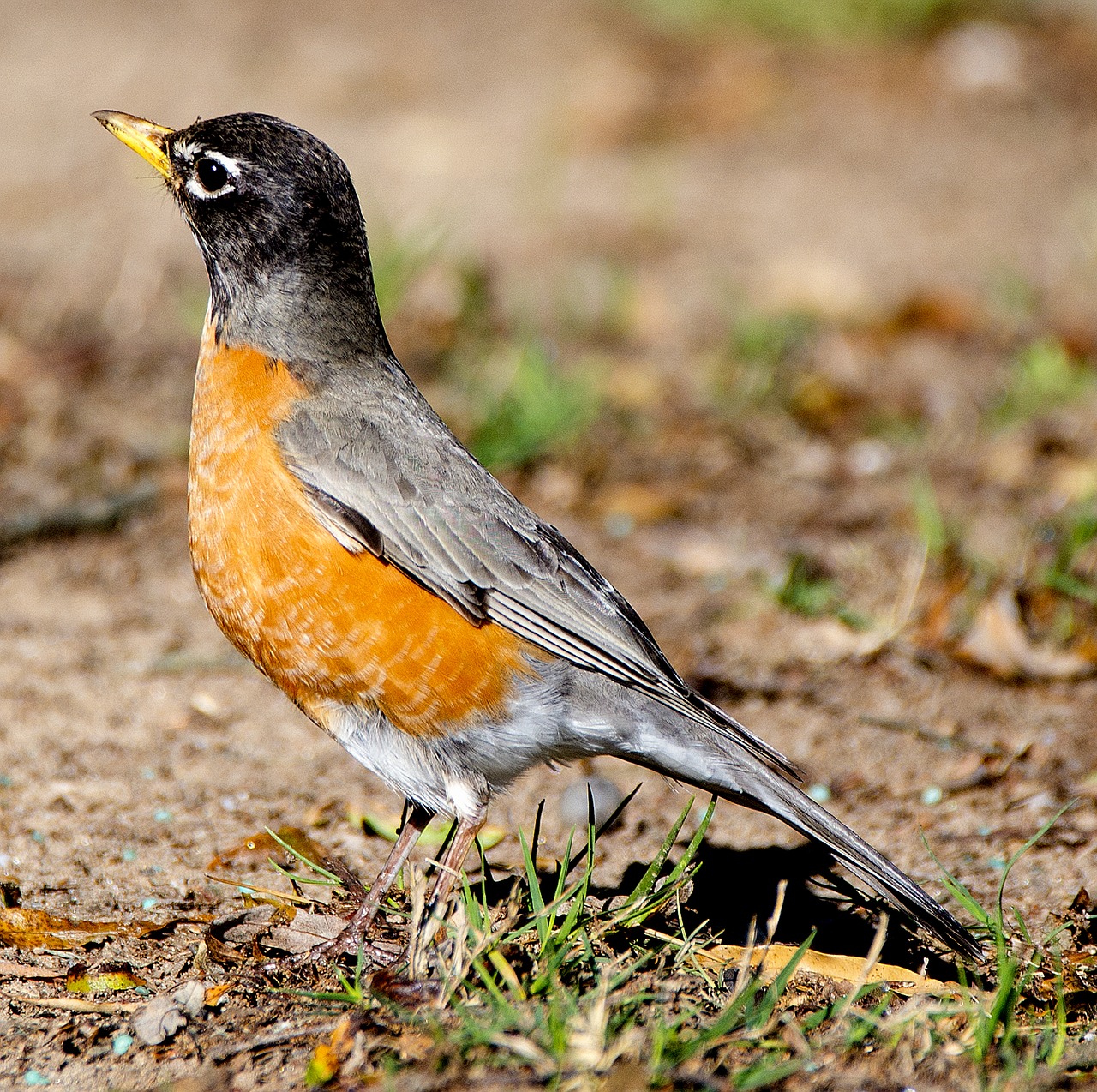 Image - bird animal wildlife yard outdoor