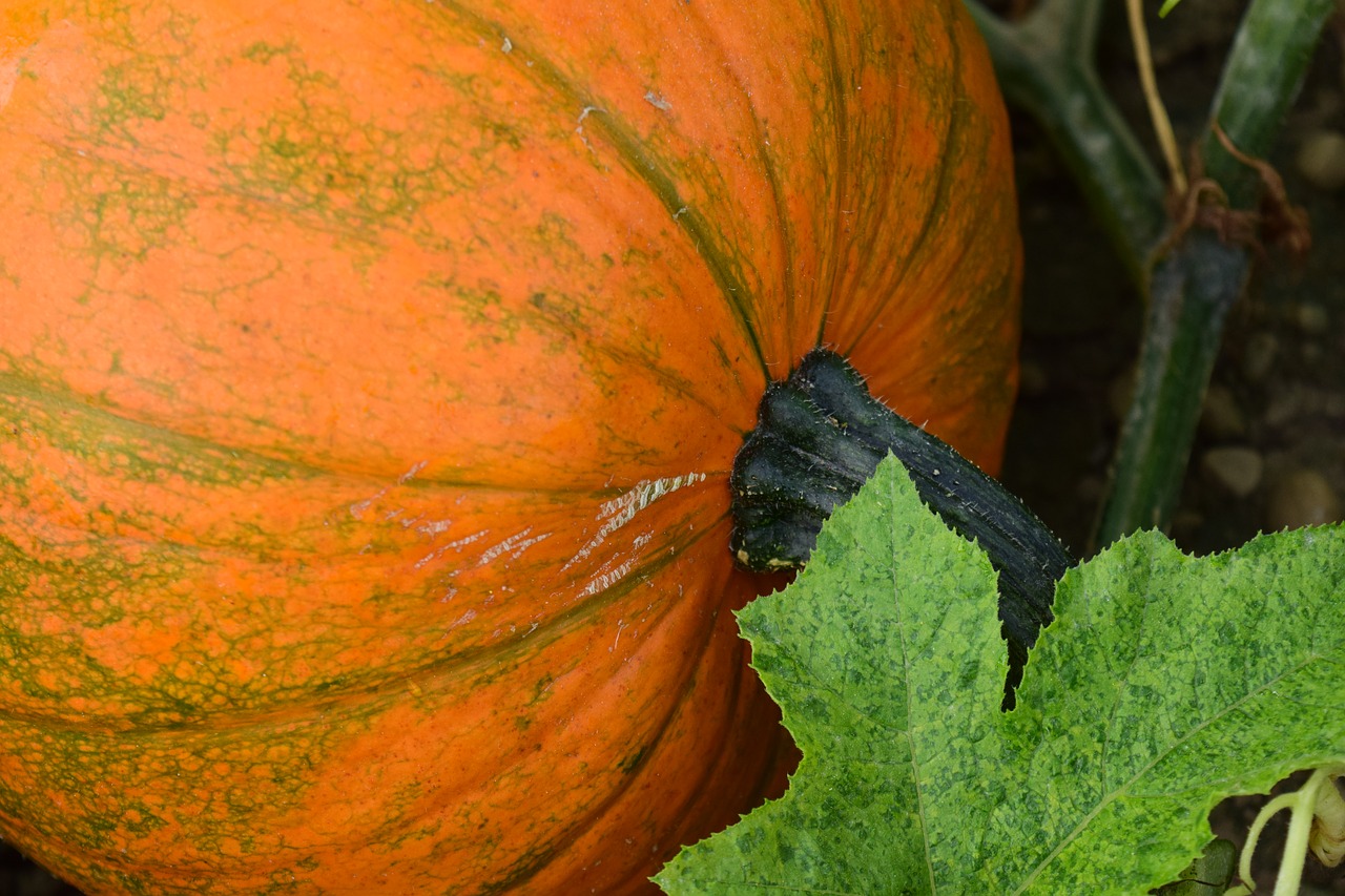 Image - pumpkin close autumn yellow nature