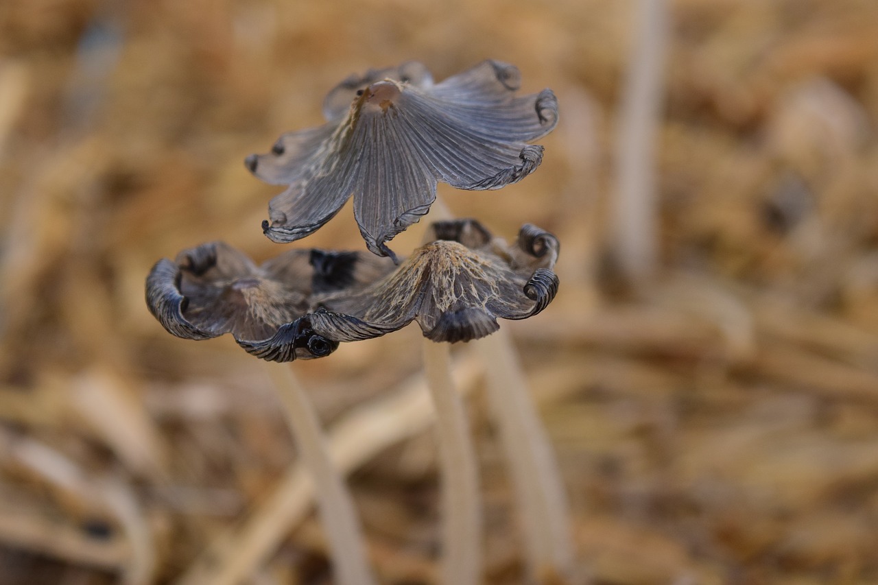 Image - mushrooms small nature autumn