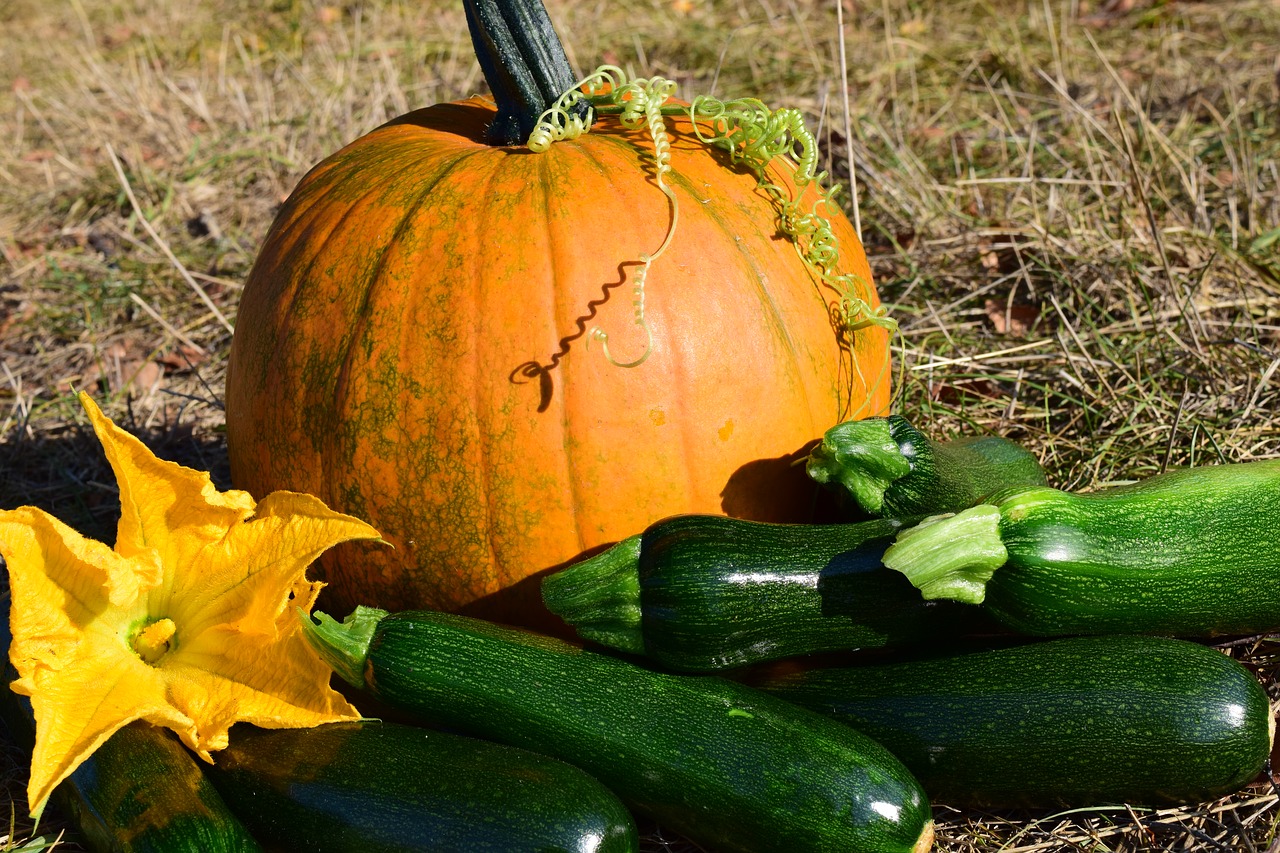 Image - pumpkin close autumn yellow nature