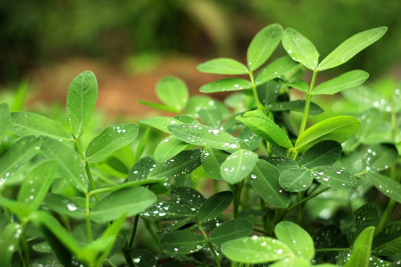 Image - the scenery still life plant peanut