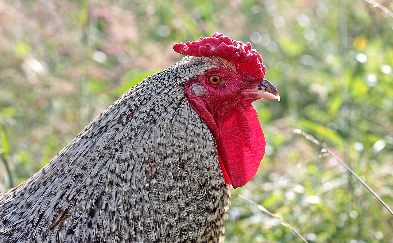 Image - hahn gockel poultry cockscomb