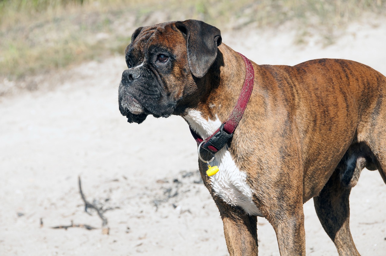 Image - animals dog a friend of man pet