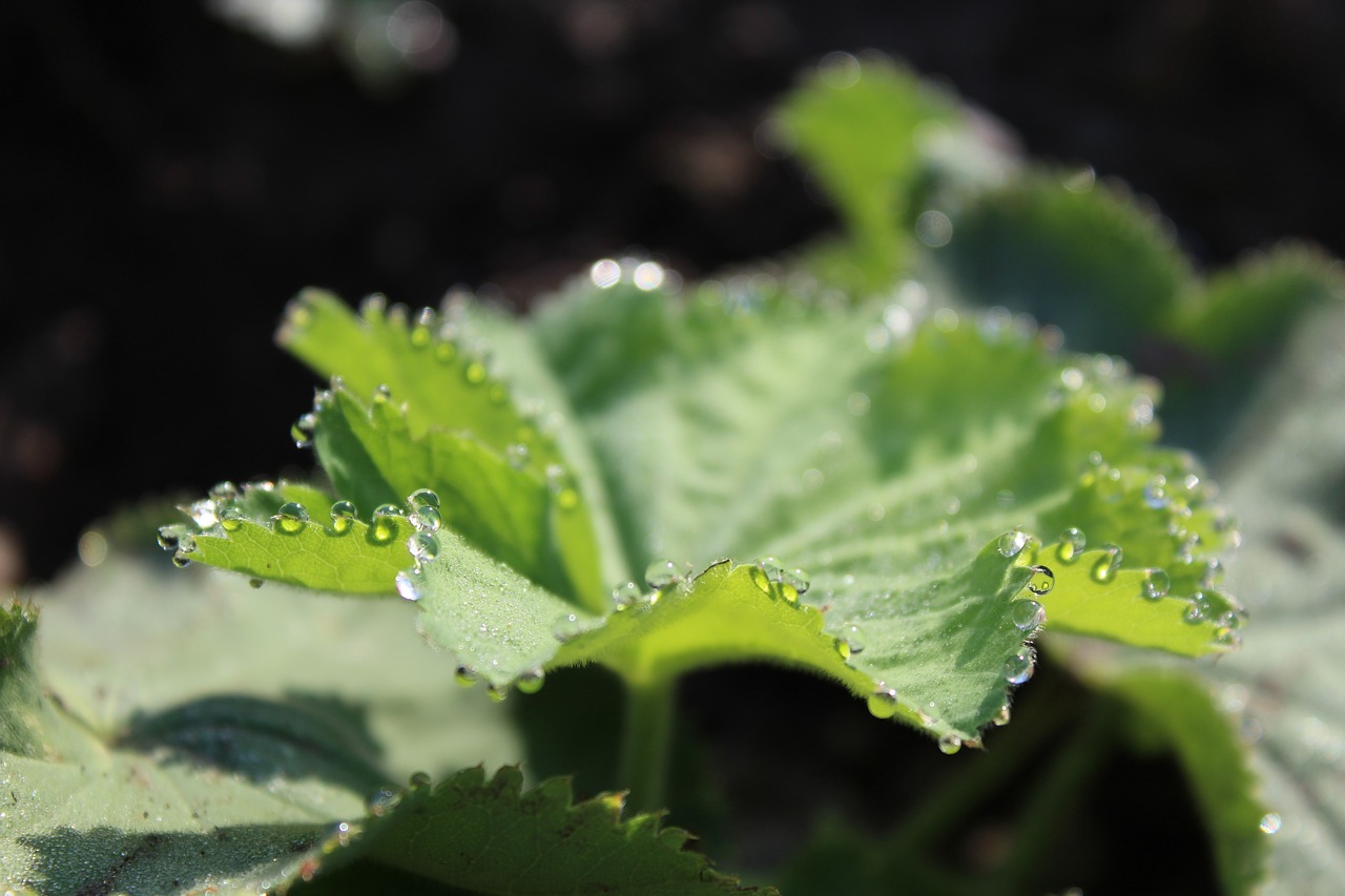 Image - frauenmantel leaf drop of water