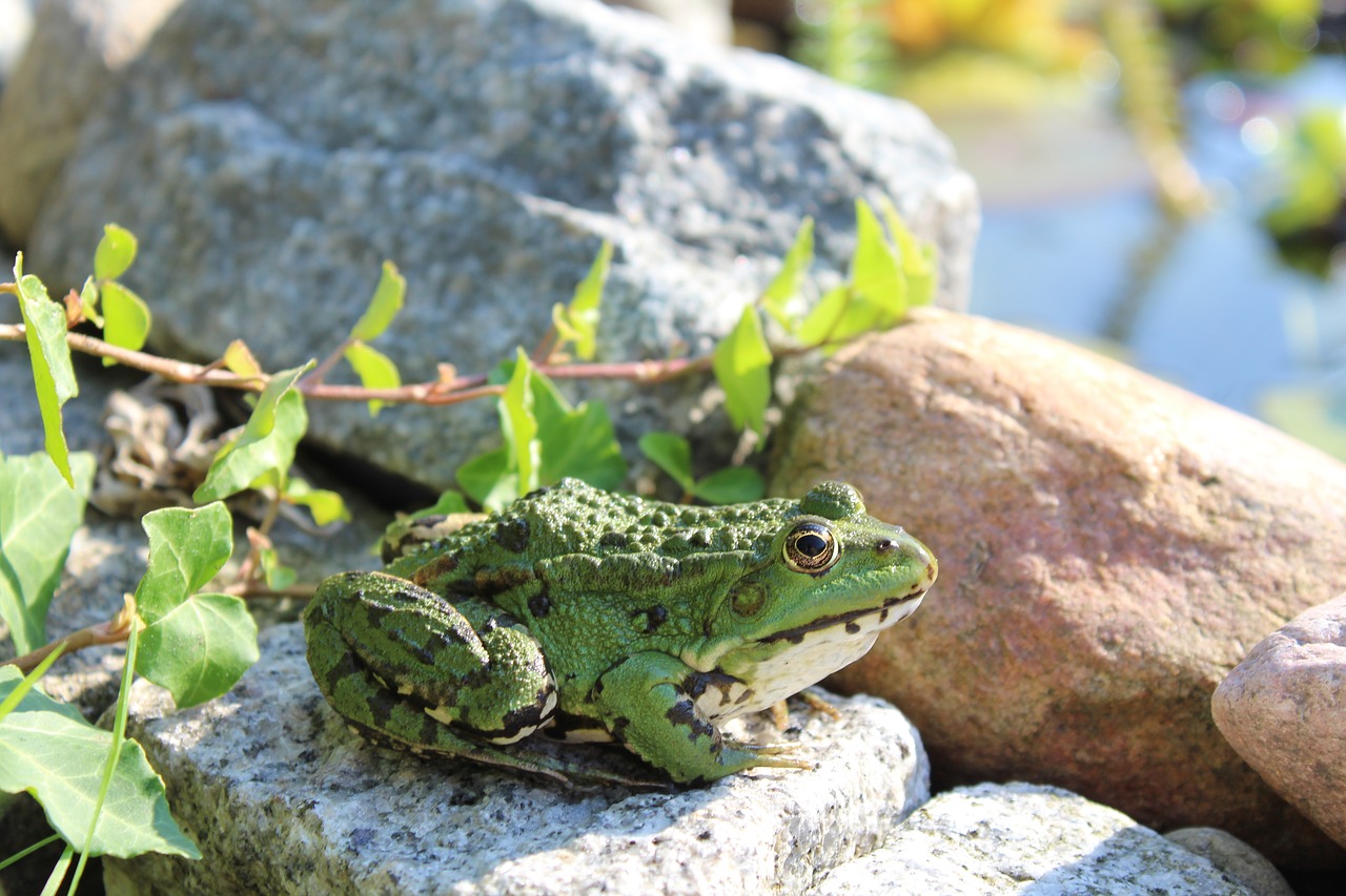 Image - frog animal amphibian green nature