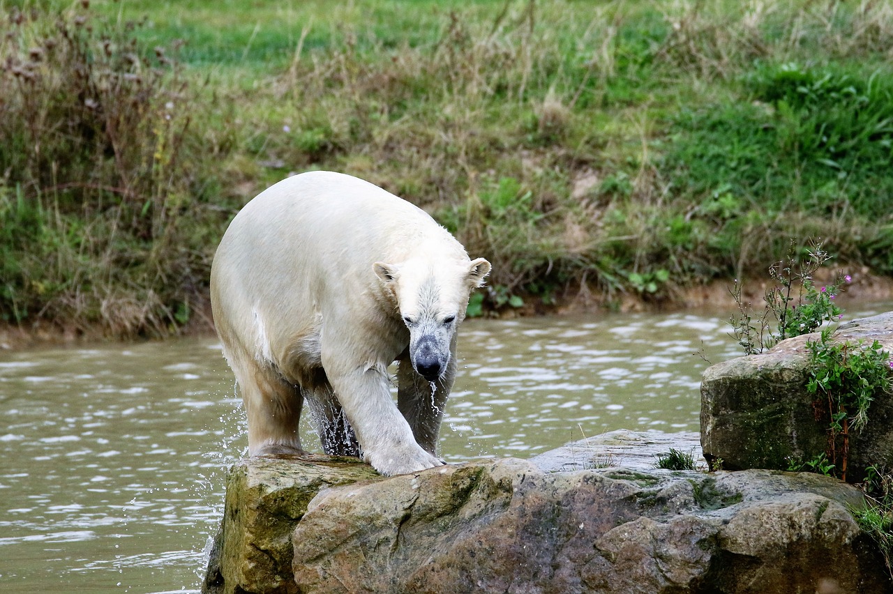 Image - polar bear big bear white mammal