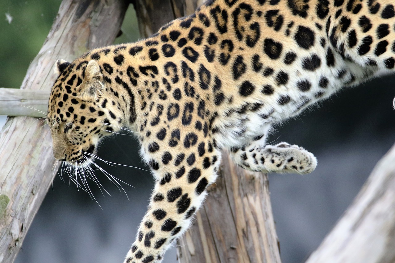 Image - leopard spotted cat nature