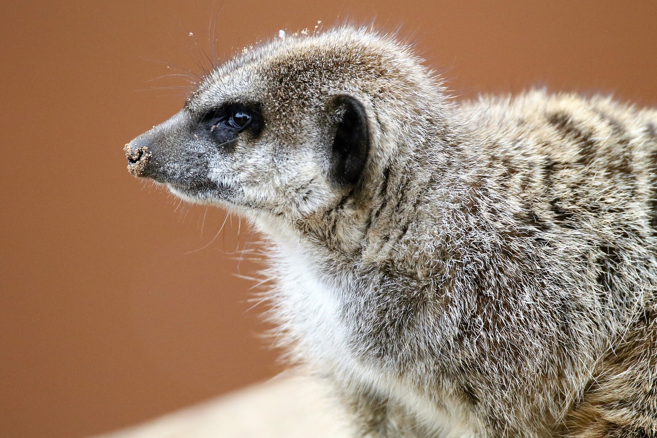 Image - meerkat small mongoose nature