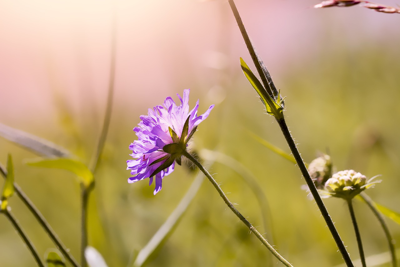 Image - flower blossom bloom violet