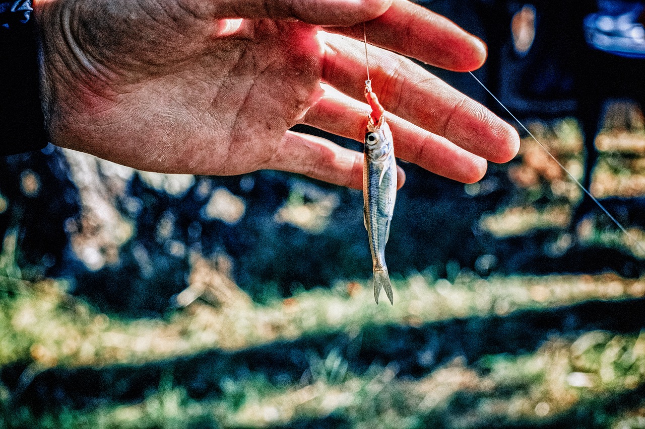 Image - fishing summer catch nature