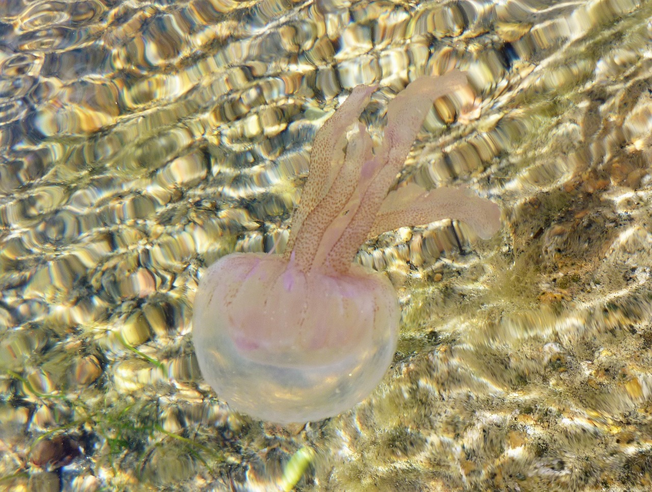 Image - water jellyfish sea animal