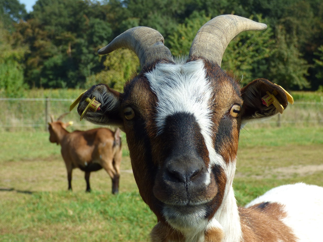 Image - goat bock horns livestock