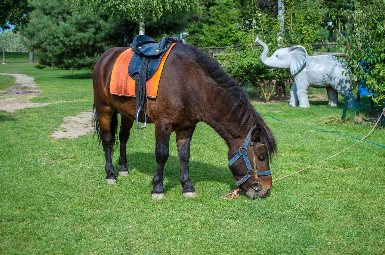 Image - horse pony zoo summer elephant