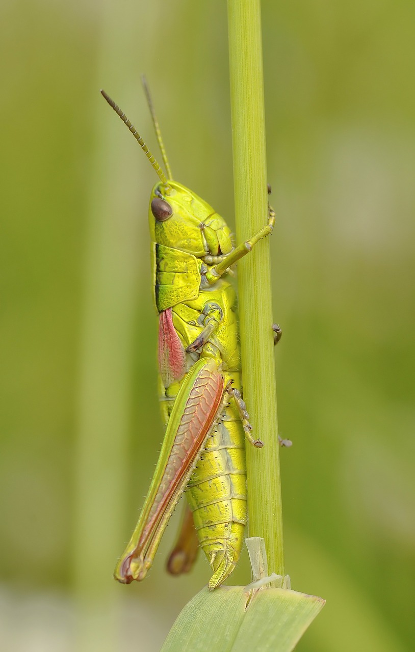 Image - konik grasshopper insect macro