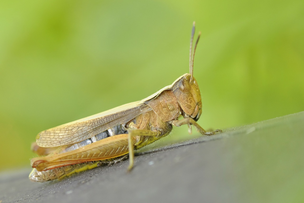 Image - konik grasshopper insect macro