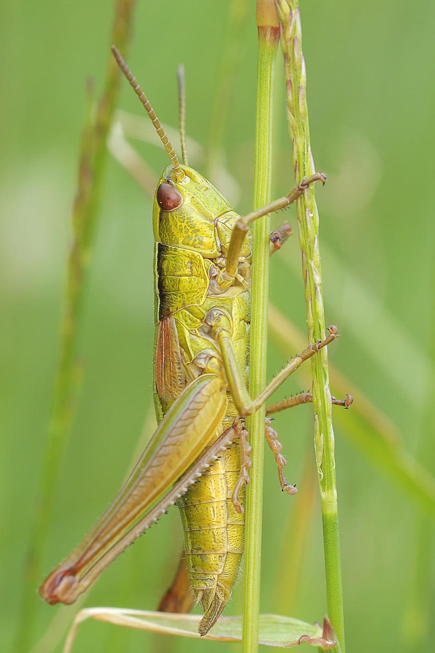 Image - konik grasshopper insect macro