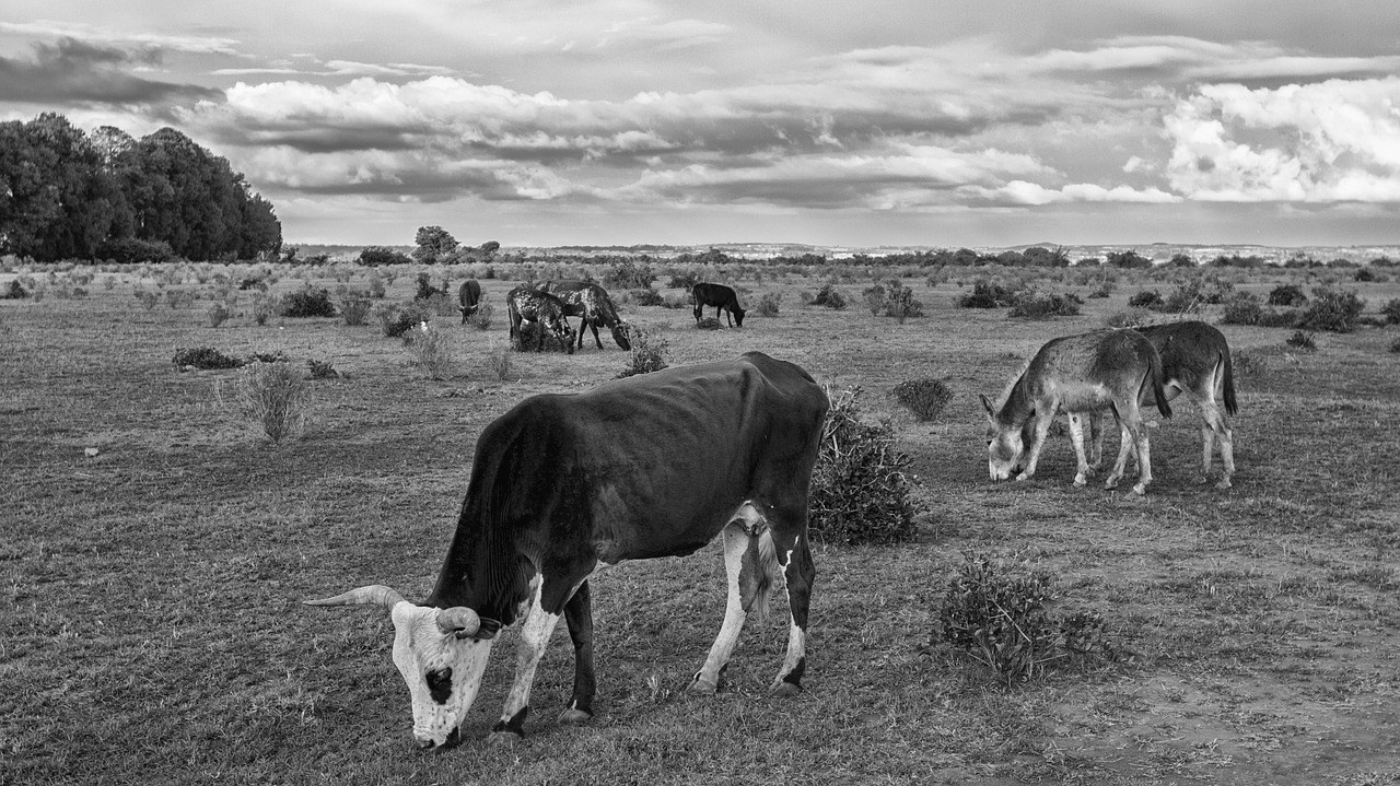 Image - cow animal farm veal cattle field