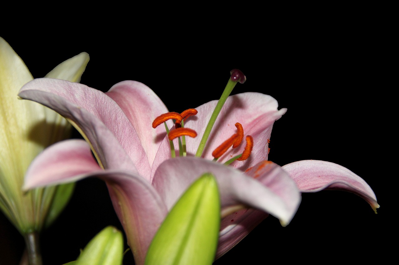Image - lily daylily blossom bloom pistil