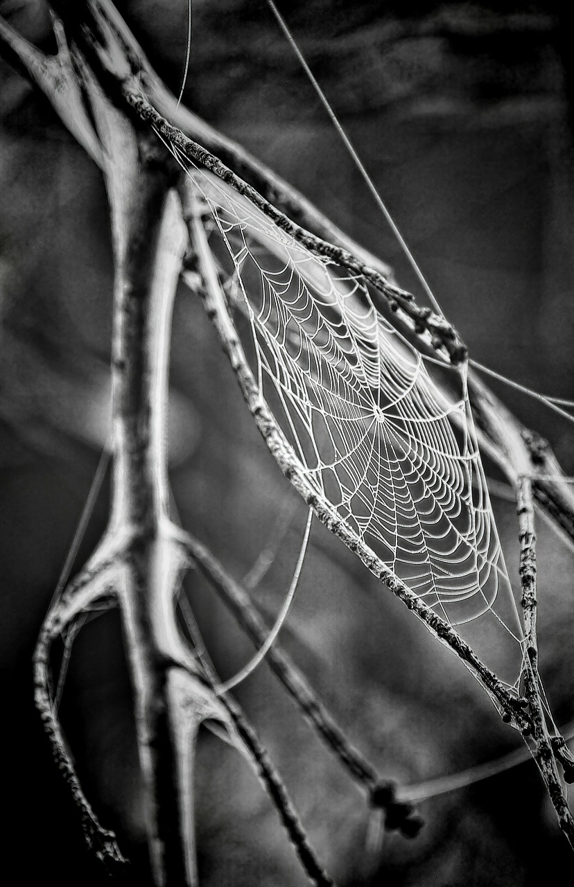 Image - cobweb spider s web spiderweb web