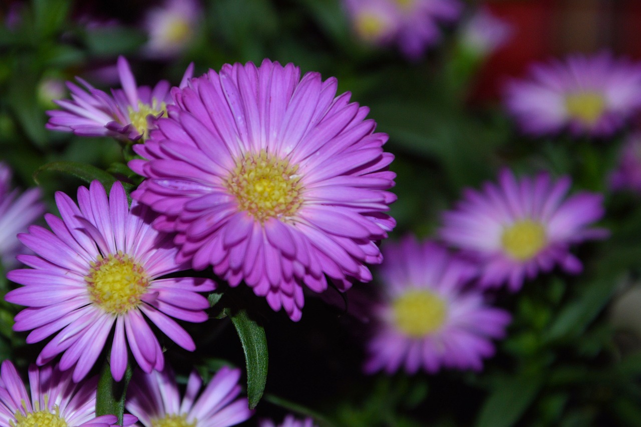 Image - asters herbstastern pink