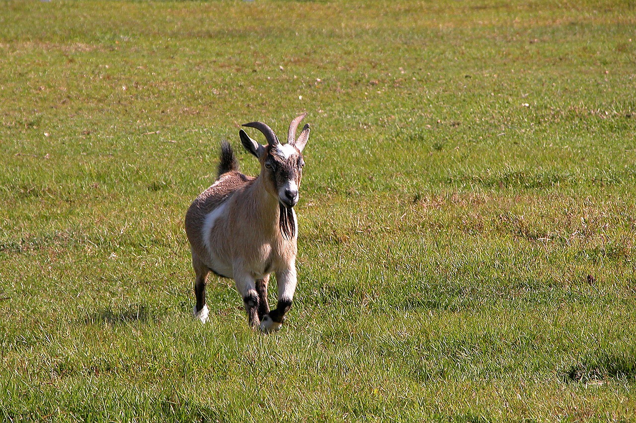 Image - goat animal farm running movement