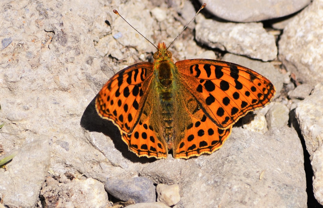 Image - butterfly pyrenees nature