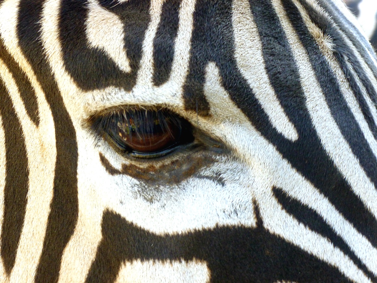 Image - zebra head eye black and white
