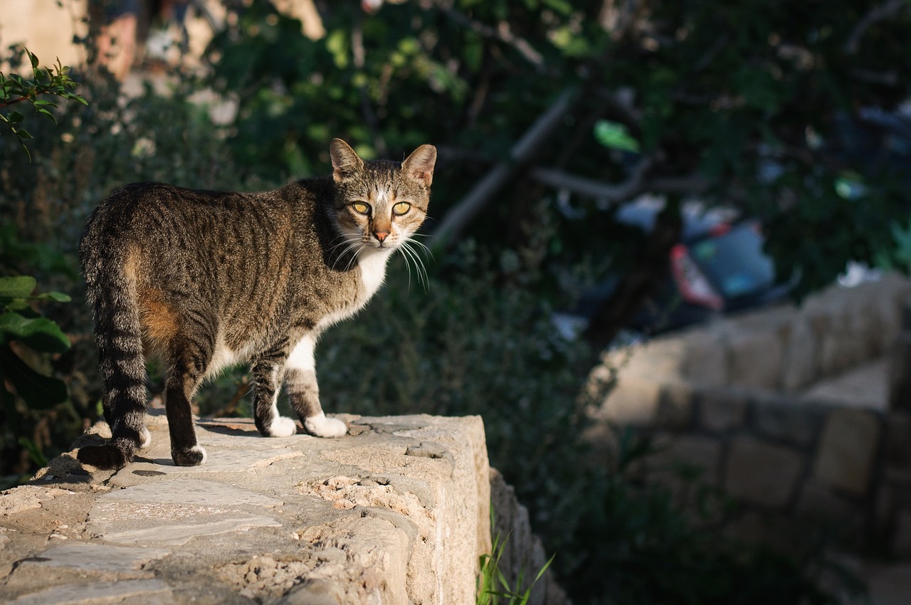 Image - cat feline pet looking wall