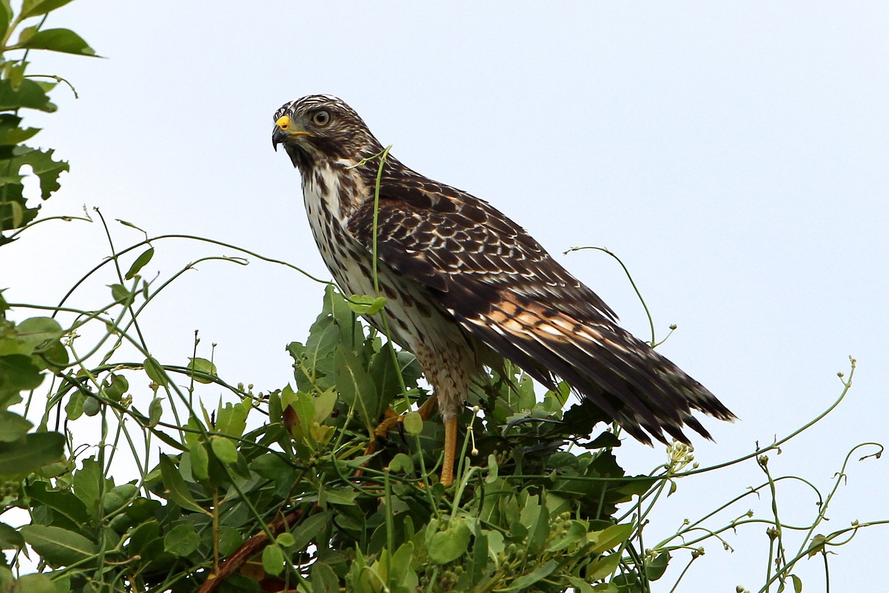 Image - red shouldered hawk wildlife perched