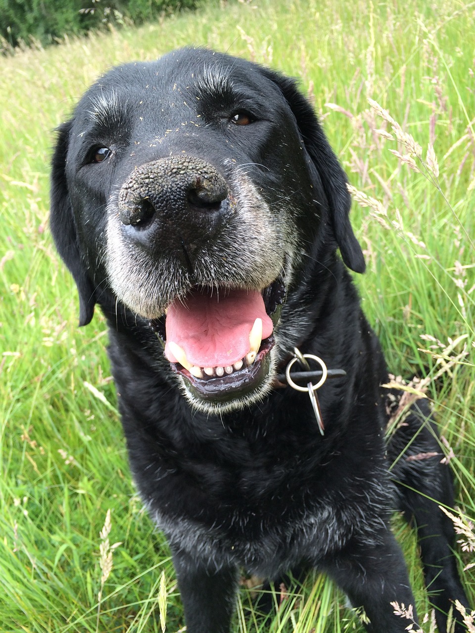 Image - labrador old dog animal canine