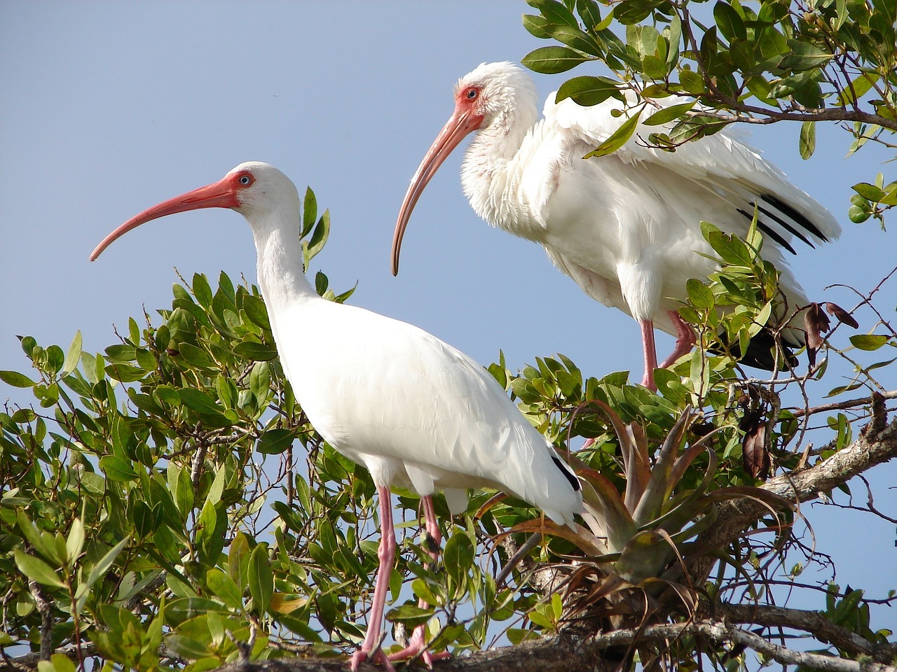 Image - white ibis birds perched wildlife