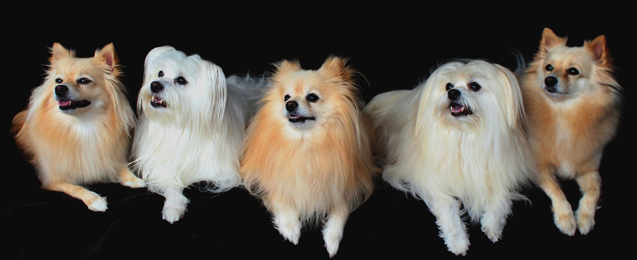 Image - dogs pomeranian maltese lined up